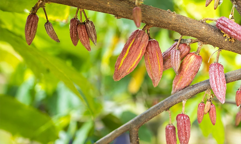 COCOA major challenge
