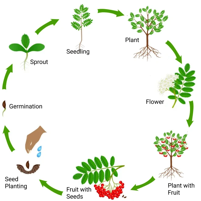 COFFEE-life-cycle