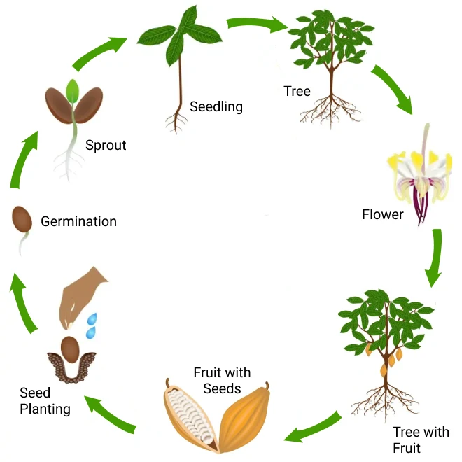 Cocoa-life-cycle