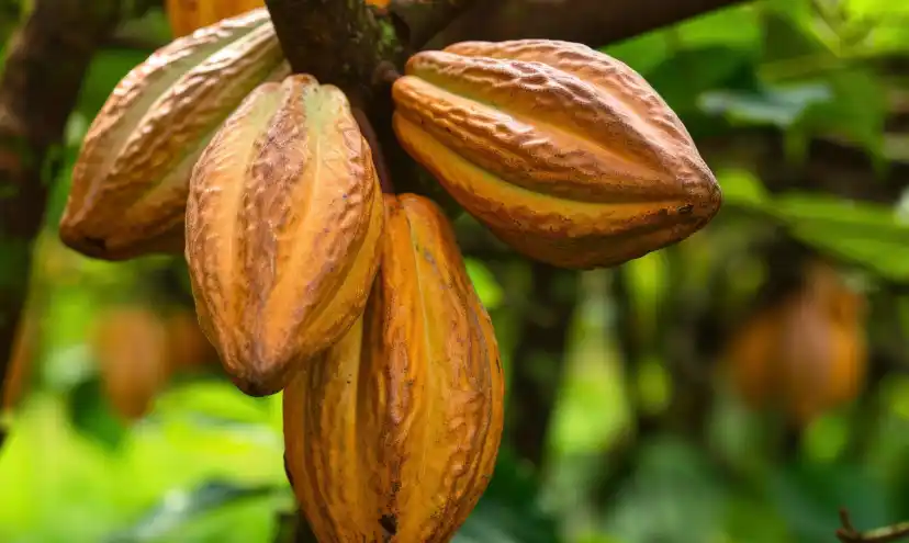 Digitizing cocoa value chain with leading American multinational confectionery company
