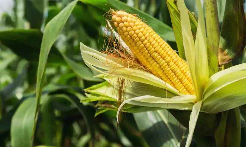 Empowering an American multinational commodities trading corporation with digital solution for Soyabean sourcing-1