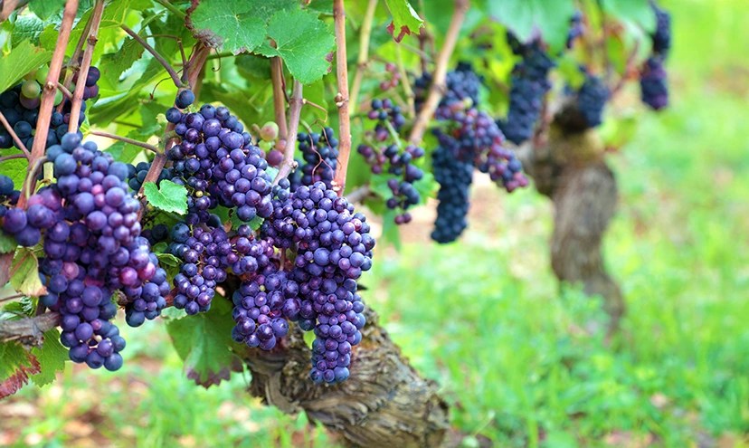 GRAPE major challenge