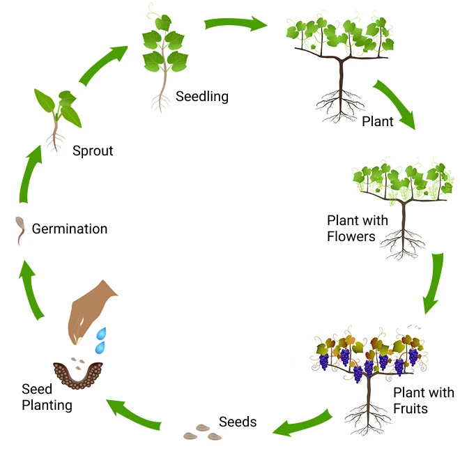Grape-life-cycle