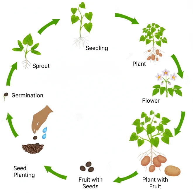 Potato-life-cycle-image