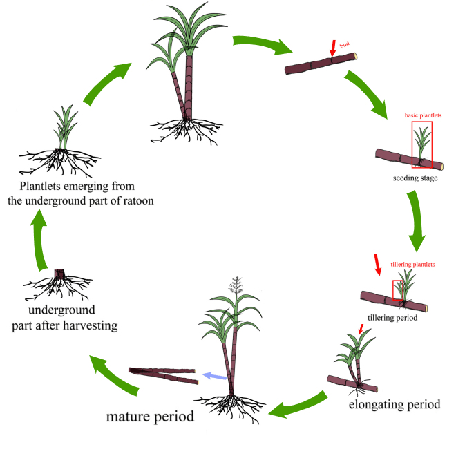 SUGARCANE-life-cycle