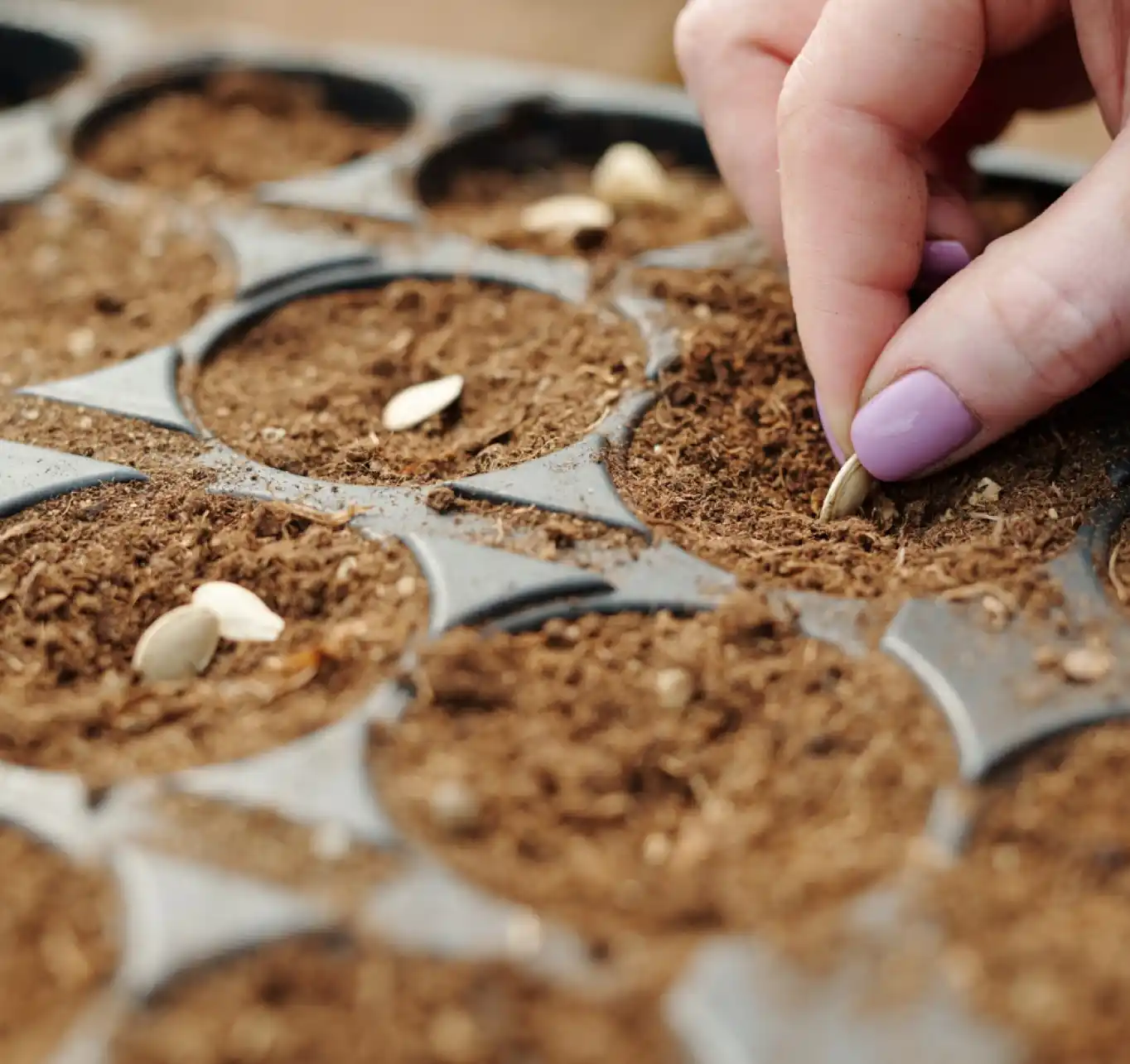 Seed production