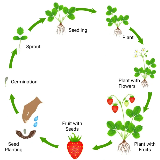 Strawberry-life-cycle