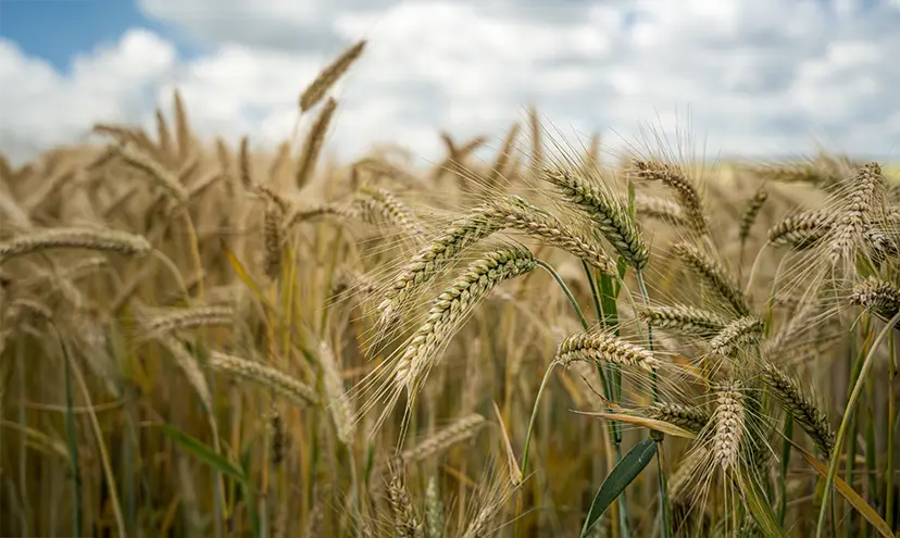 WHEAT major challenge
