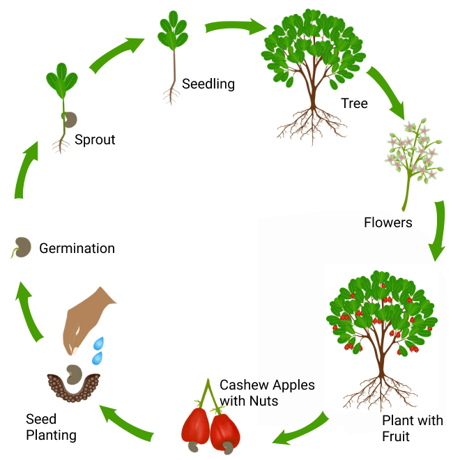 Cashew-life-cycle