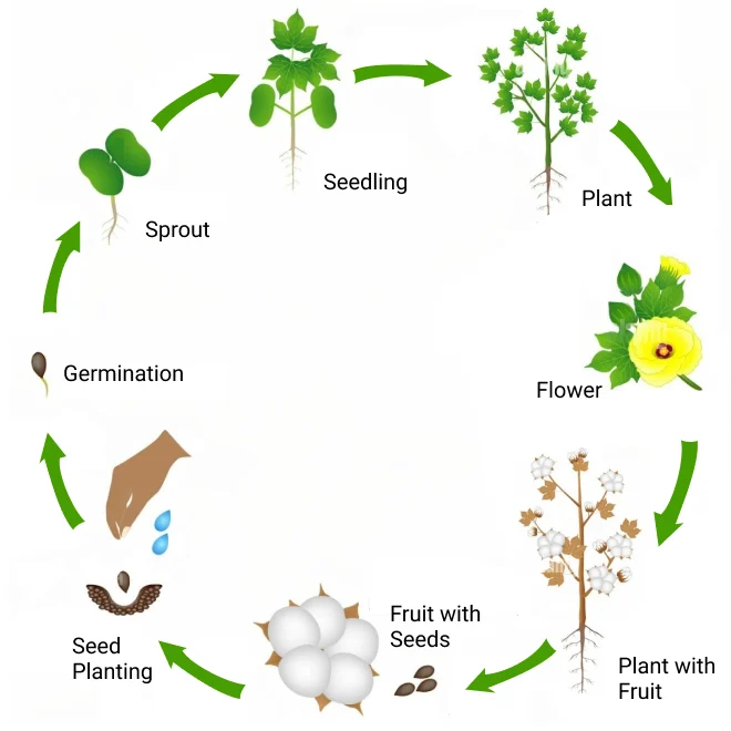 cotton-life-cycle