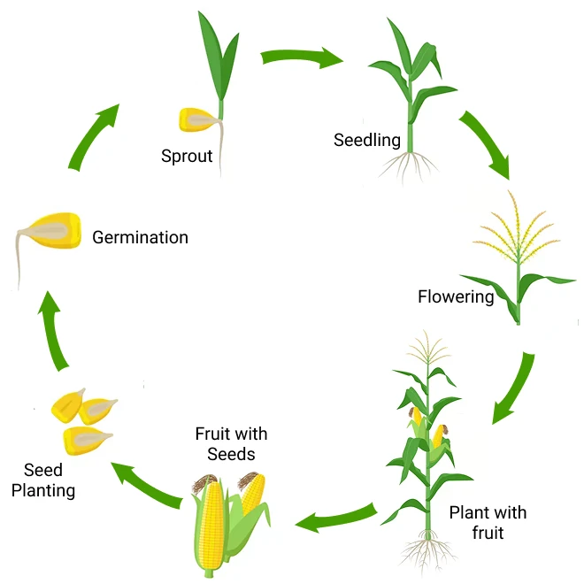 maize-life-cycle