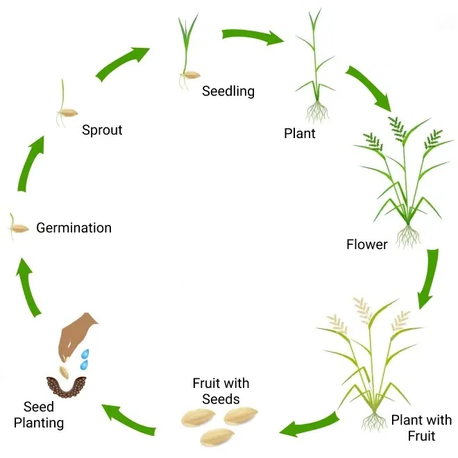 rice-crop-graph