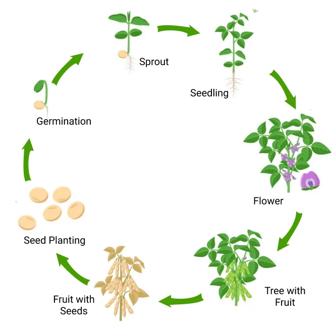 soya bean-life-cycle