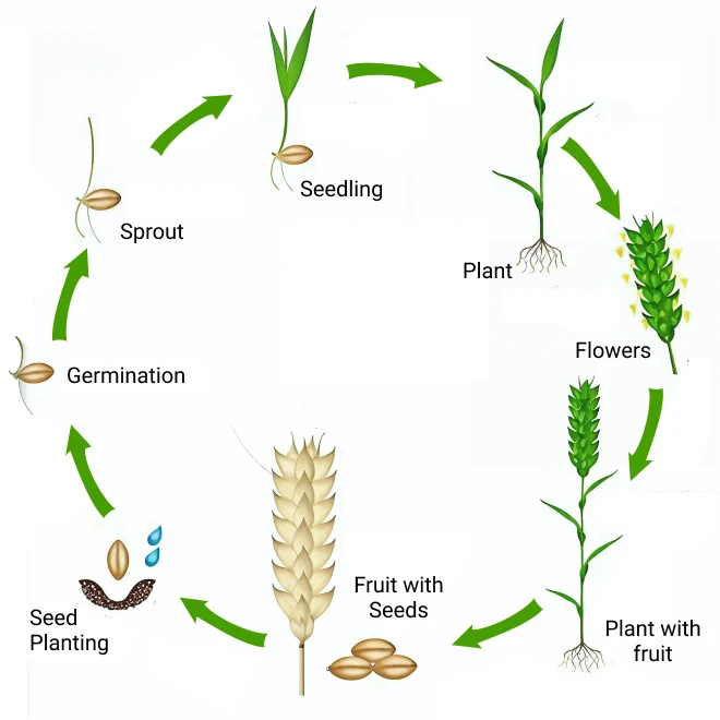 wheat-life-cycle