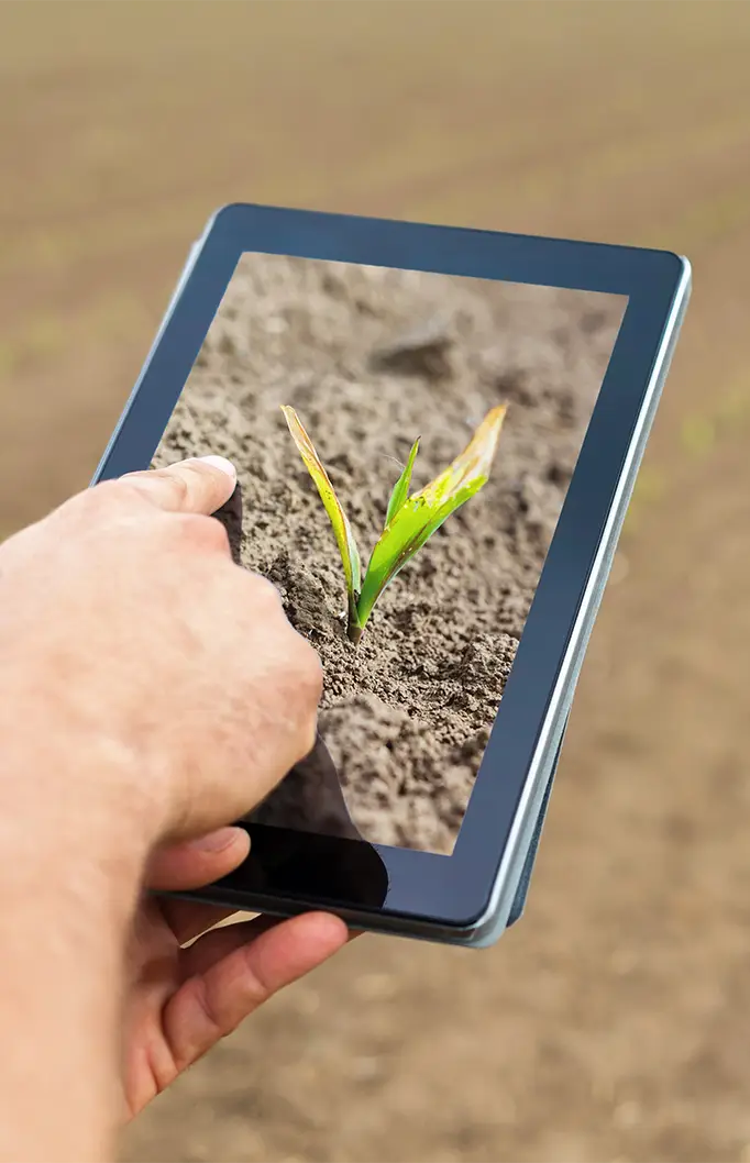 yield prediction