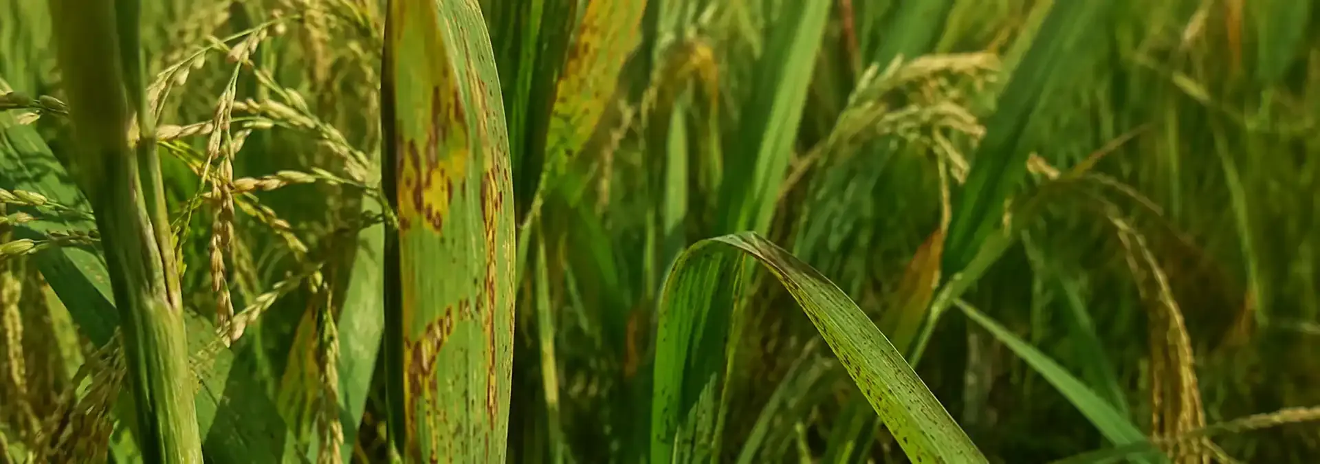 Stop Reacting to Crop Disease. Start Predicting It — with Cropin DEWS Stop Reacting to Crop Disease. Start Predicting It — with Cropin DEWS